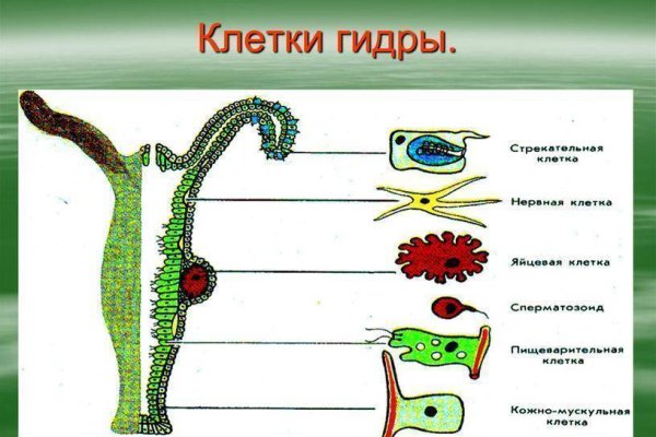 Kraken tor